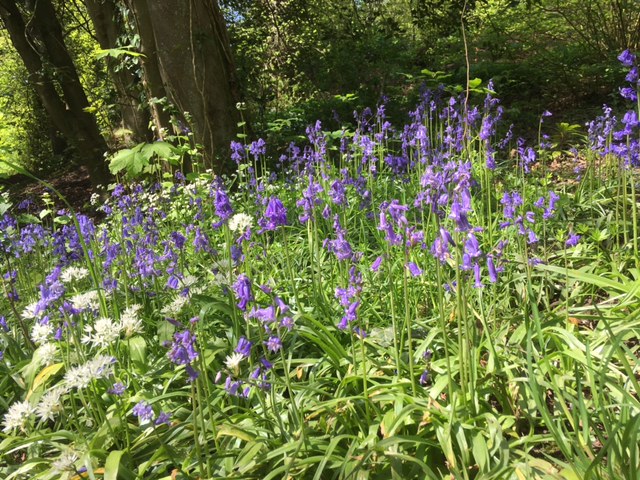 Bluebells