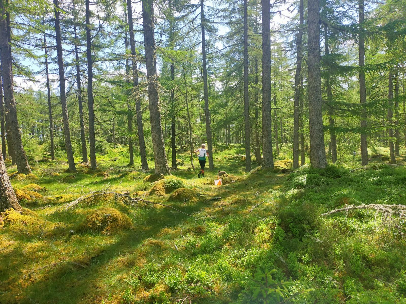 In_the_Woods_Lorna_Eades