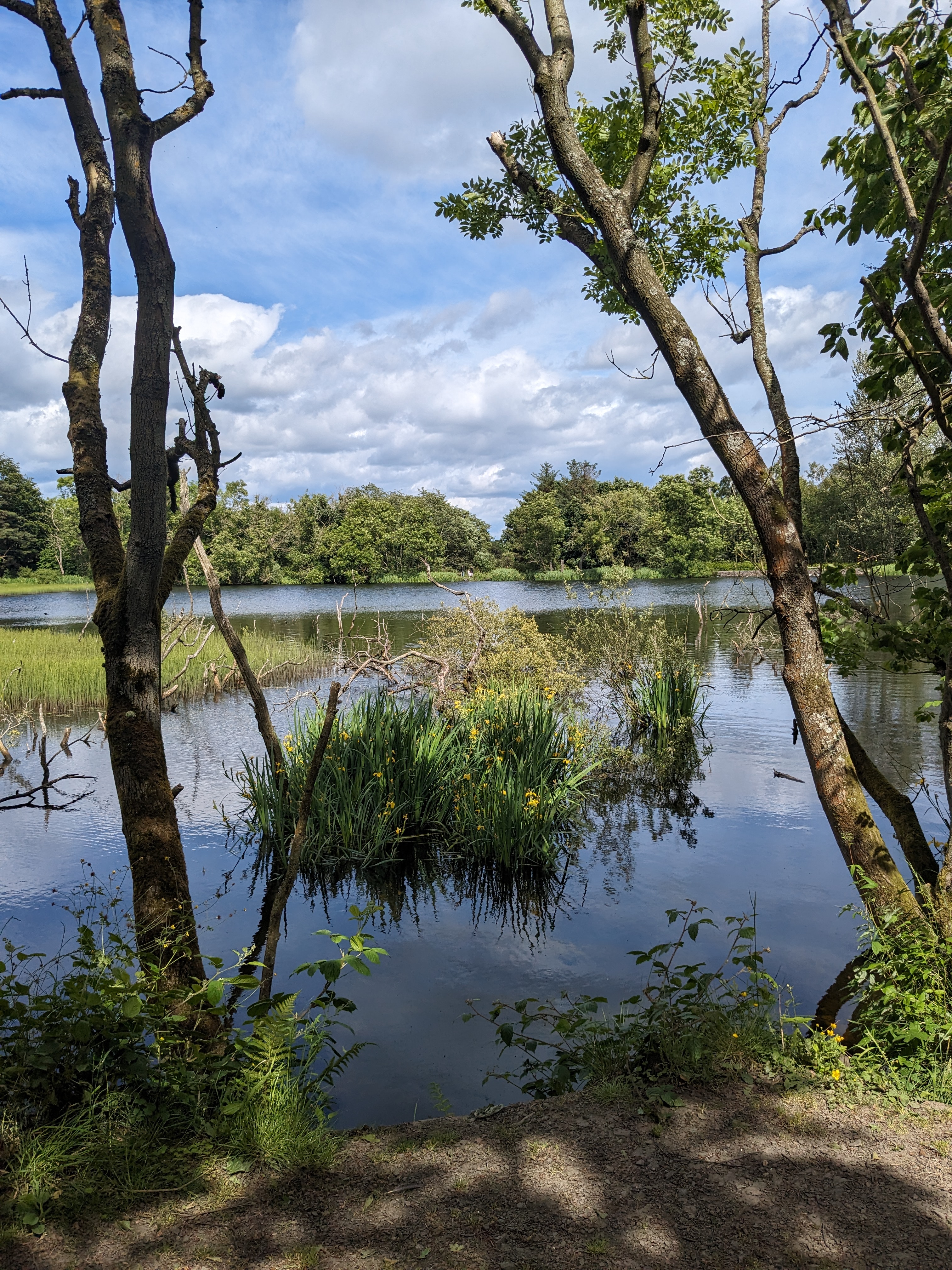 Large_Pond_William_Ivory